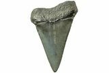 Fossil Broad-Toothed Mako Tooth - South Carolina #214497-1